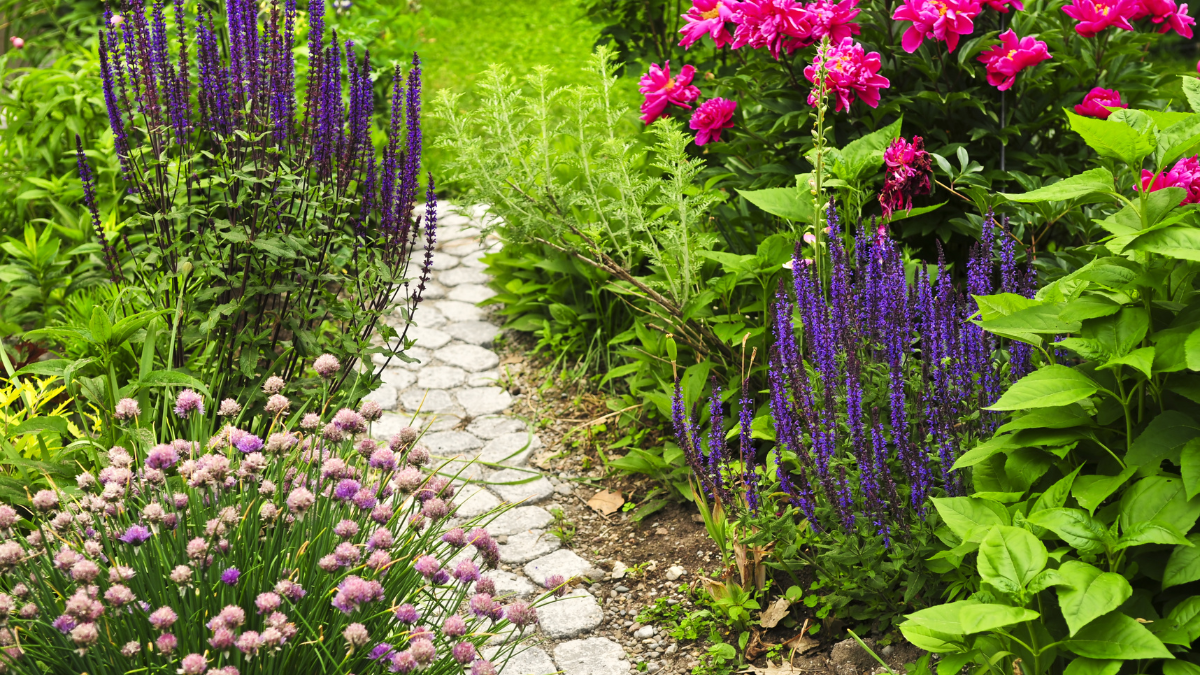 perennial garden
